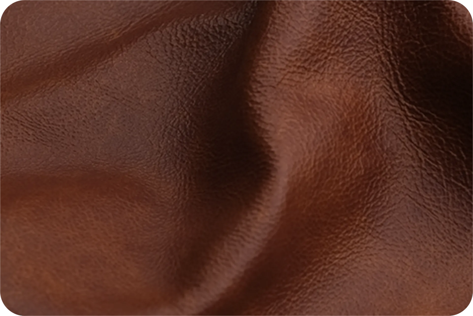 Exotic Collection Main