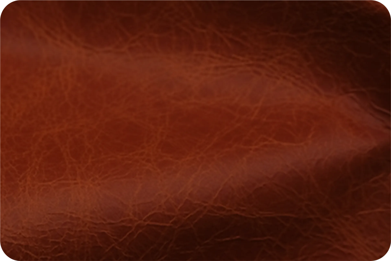 Wild Collection Main